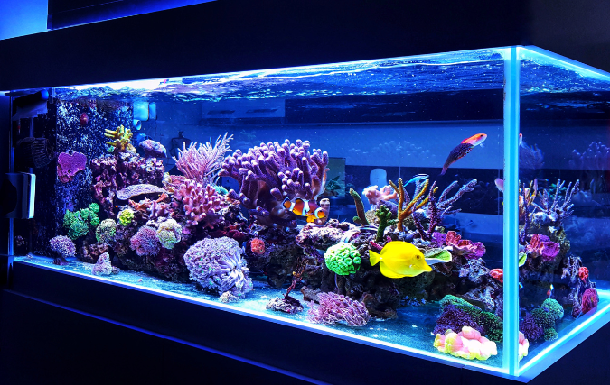 Hoe kies je de juiste pomp voor je aquarium?