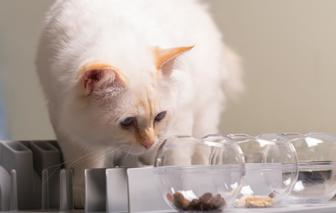 VERRIJK HET LEVEN VAN JE KAT MET HULP VAN KATTENVEERTJES