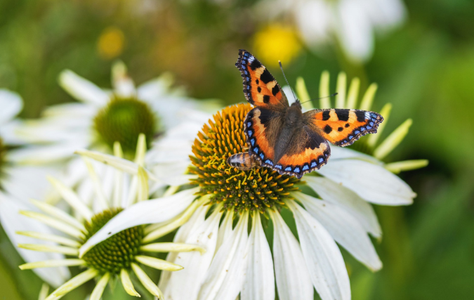 Creëer een natuurvriendelijke tuin: zorg voor balans en biodiversiteit